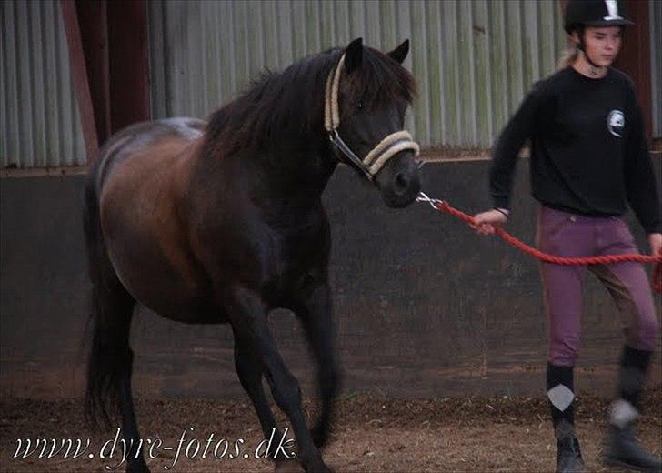 Hollandsk Sportspony Black Boy *Bedste Hest* - SAVNET!!  - Besidighedsprøve 12 juli 2010 :)  billede 18