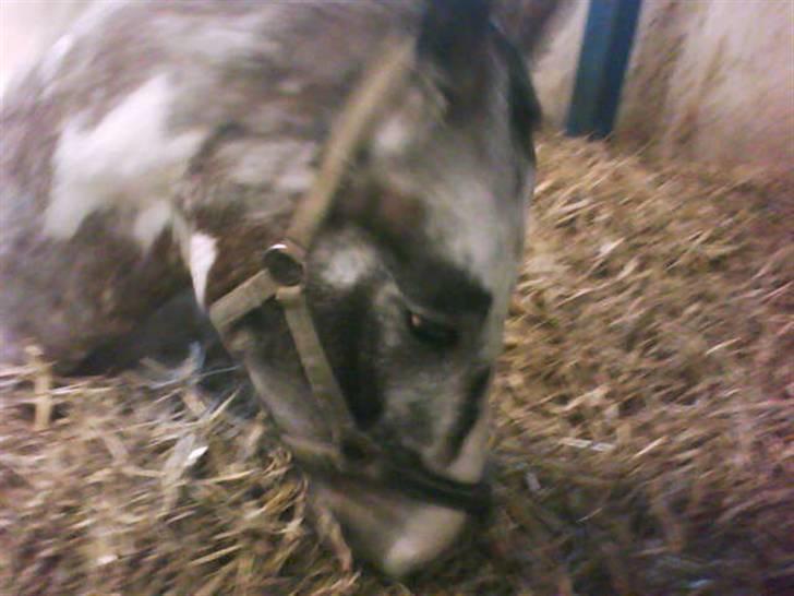 Anden særlig race Leifi <'3 - jeg tror jeg ligger mig ned og spiser  billede 7