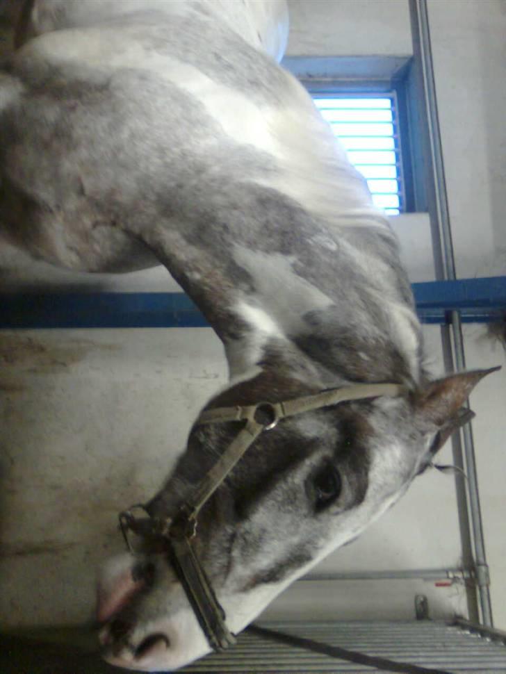 Anden særlig race Leifi <'3 - er der ikke nogle der snart ville ride på mig jeg trænger til at strække mig  billede 8