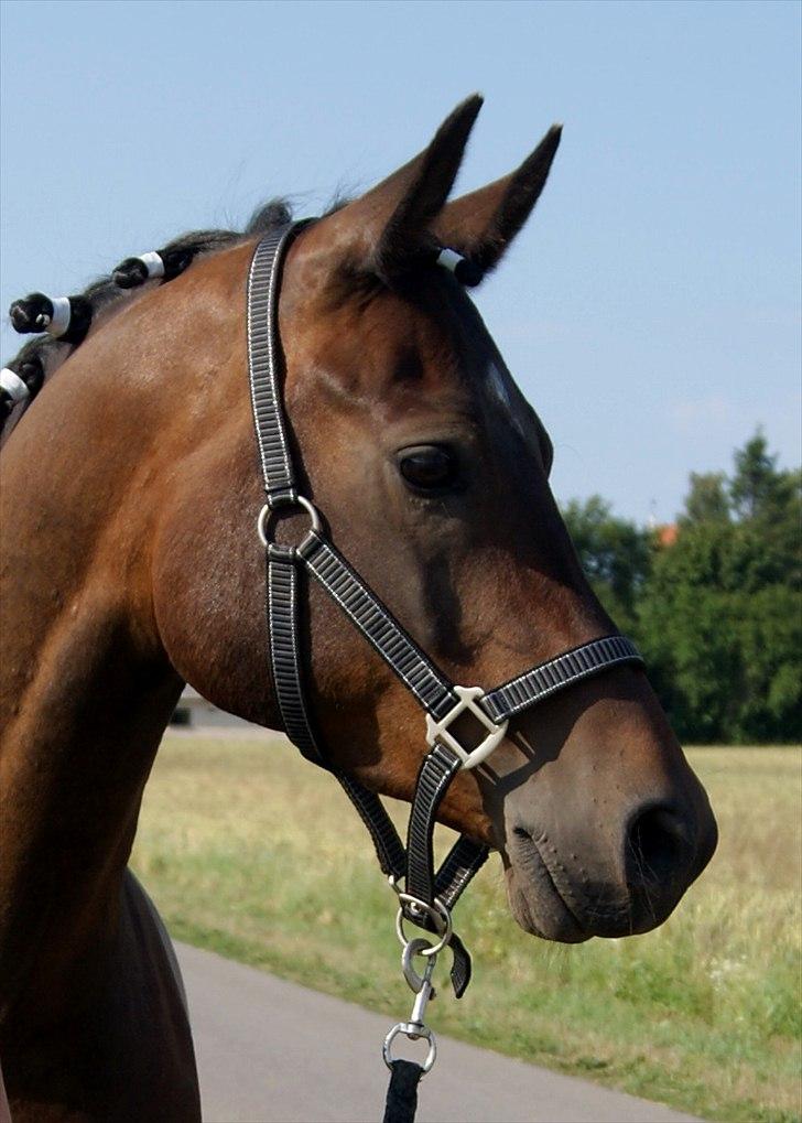 Arabisk fuldblod (OX) Darkan billede 1