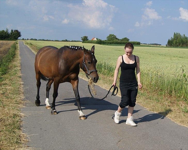 Arabisk fuldblod (OX) Darkan - 15/07-10  billede 2