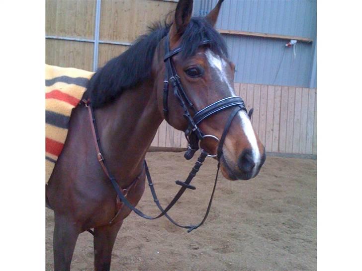 Tysk Sportspony Loony 3 *solgt* billede 1