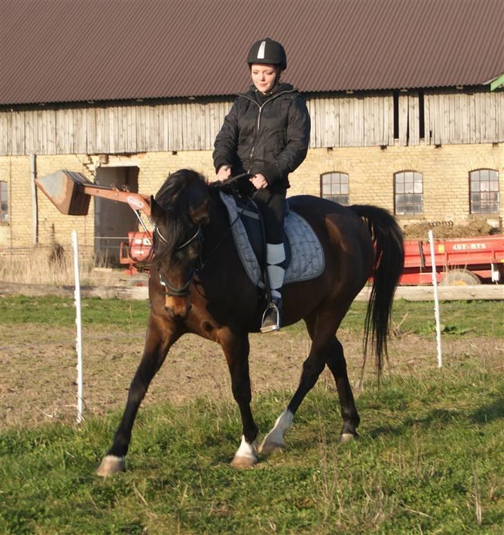 Arabisk fuldblod (OX) Darkan billede 5