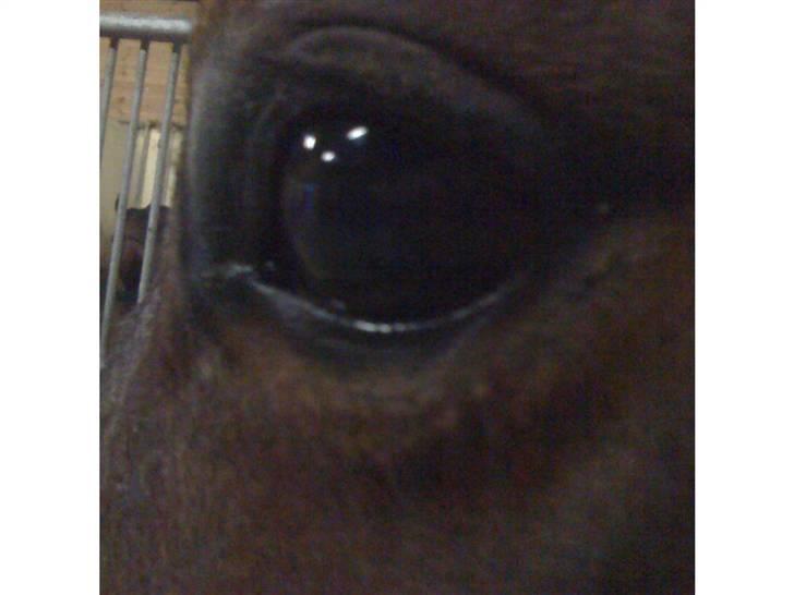 Tysk Sportspony Loony 3 *solgt* billede 2