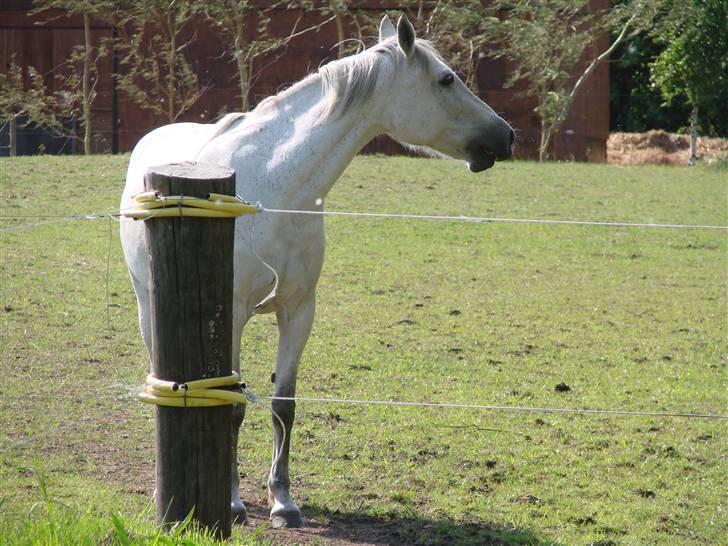 Traver Orlov abita nordhøj - maj 2009 billede 18