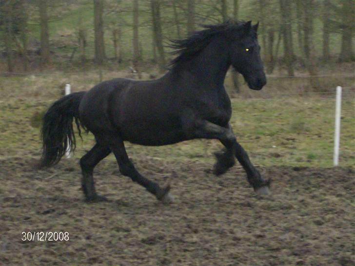 Frieser Tjaark V.D. Papenslag - Tjaark i fuld galop på marken. billede 1