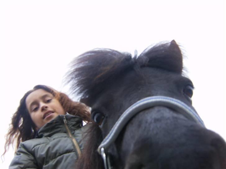 Shetlænder Eges Filur (Anton)  - jeg og anton nedefra??? billede 6