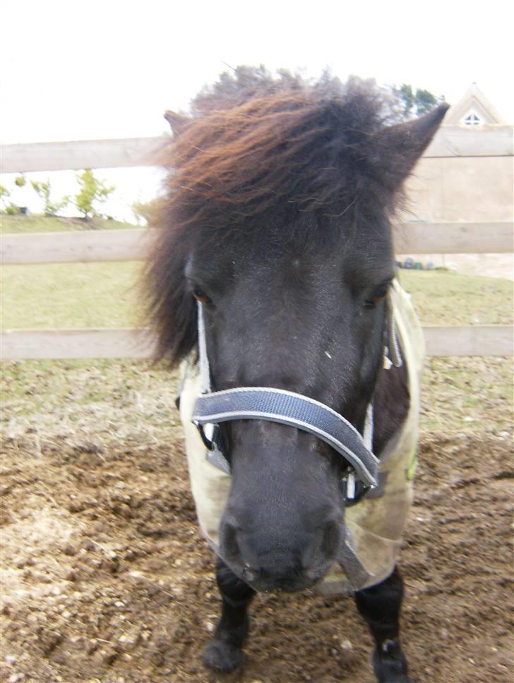 Shetlænder Eges Filur (Anton)  - lækre Anton med vind i håret. billede 7