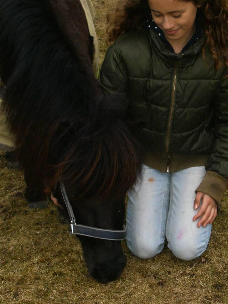 Shetlænder Eges Filur (Anton)  - din dejlige fyr!!! billede 8