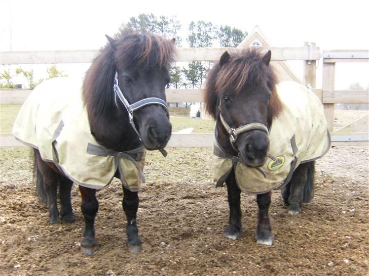 Shetlænder Eges Filur (Anton)  - anton til venstre og peanut til højre. billede 9