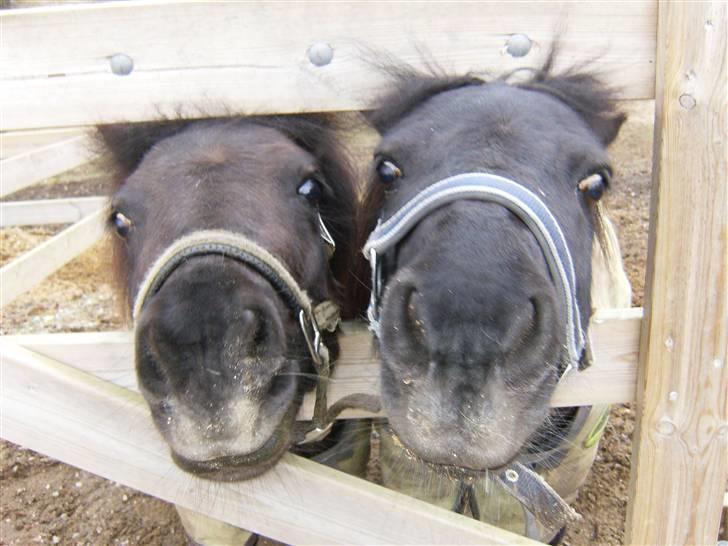 Shetlænder Peanut  - peanut til højre og anton til venstre billede 13