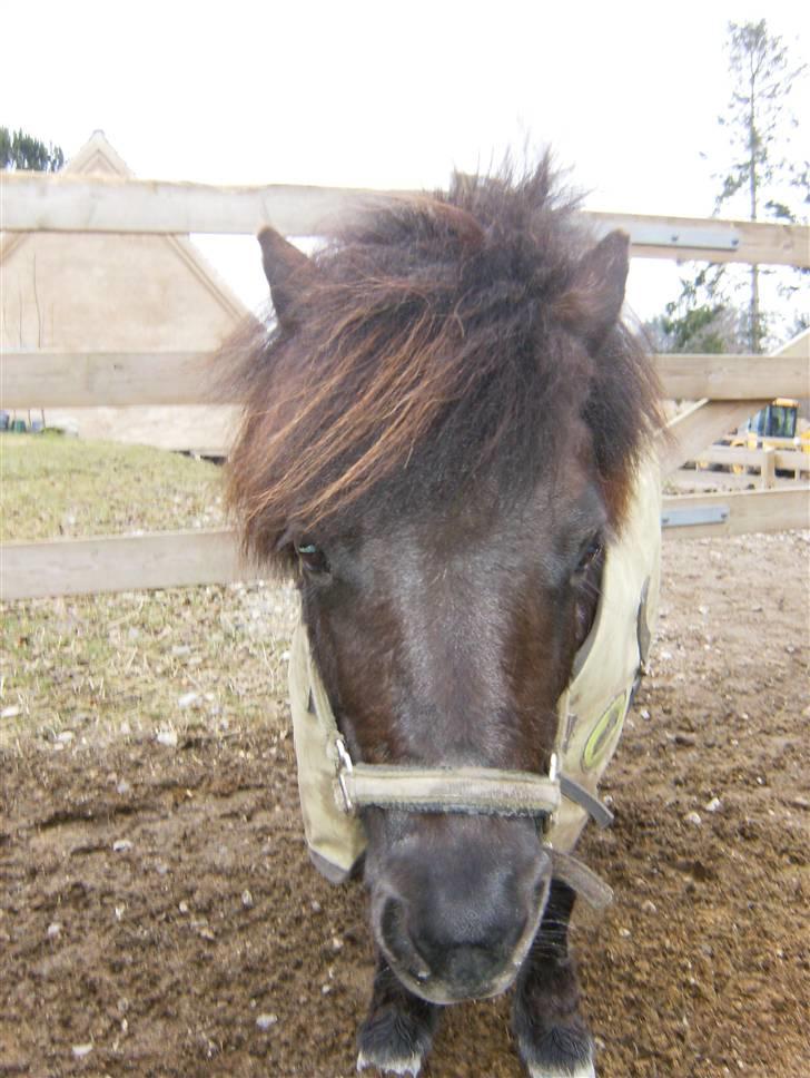 Shetlænder Peanut  - lækre Peanut med vind i håret. billede 14