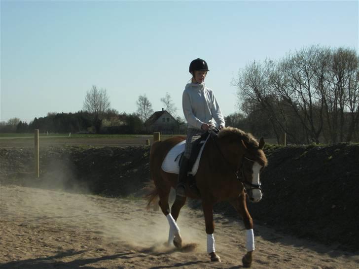Palomino Malou Seagal billede 10