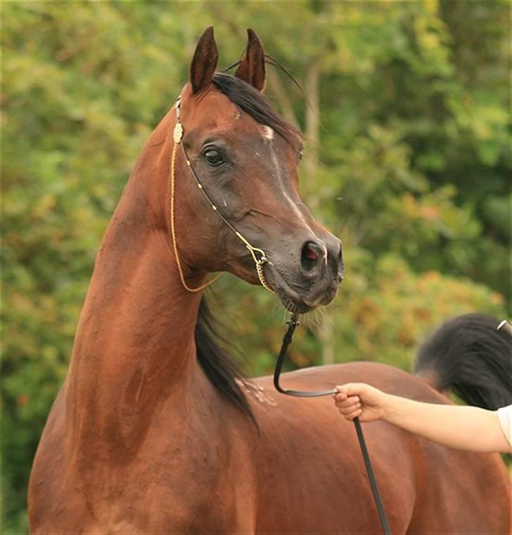 Arabisk fuldblod (OX) Duval billede 5