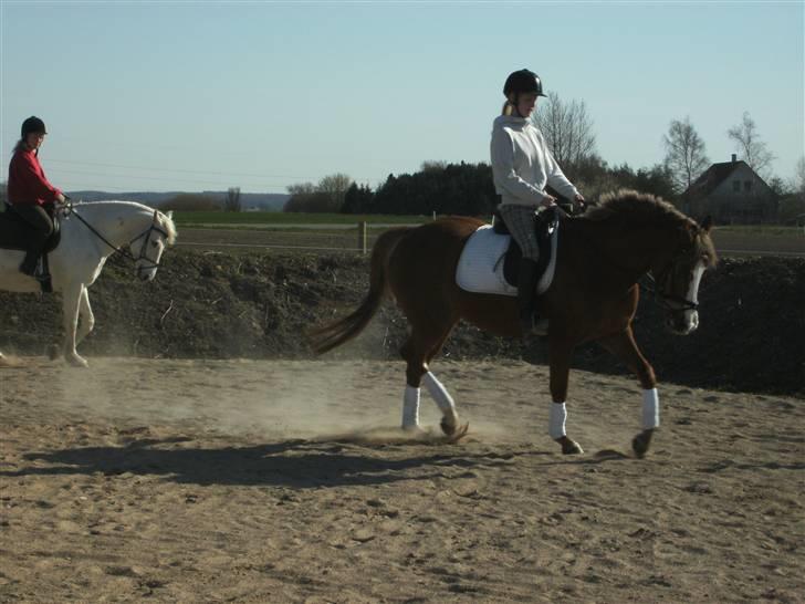 Palomino Malou Seagal billede 11