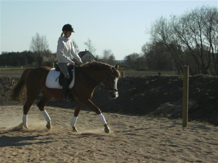 Palomino Malou Seagal billede 12