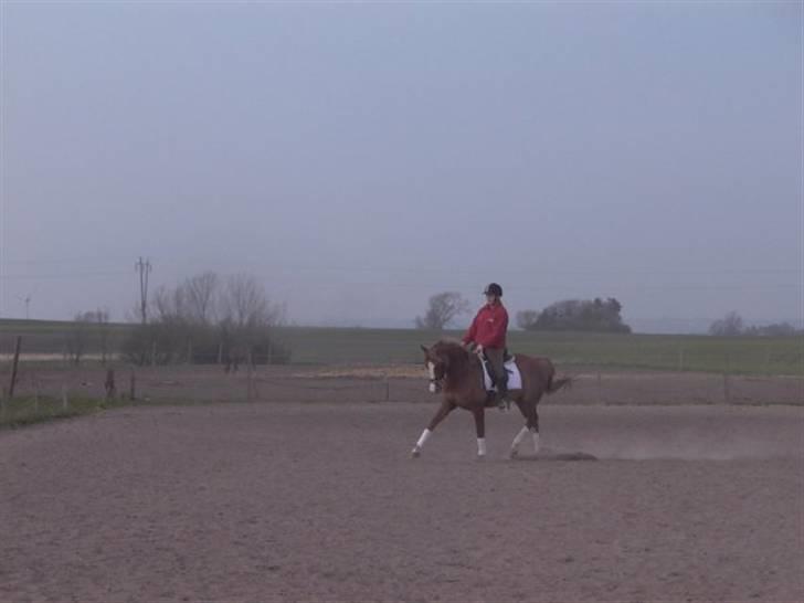 Palomino Malou Seagal billede 13