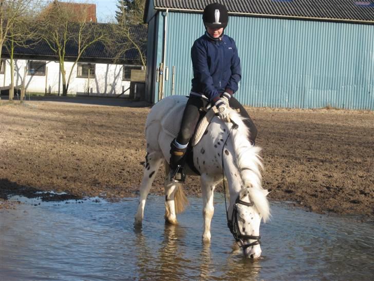 Knabstrupper           Simba af Nyholm - velkommen, læg gerne en bedømmelse, kommentar og stem hvis jeg har en udfordring kørende :D billede 1