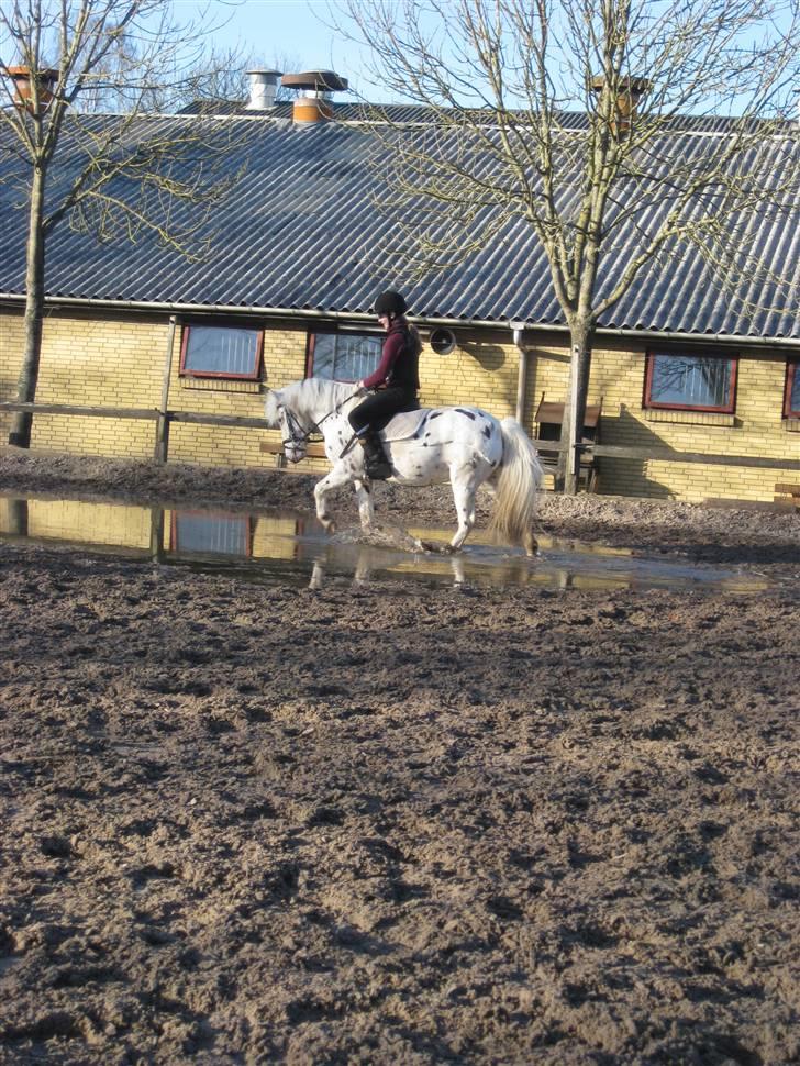 Knabstrupper           Simba af Nyholm - 17 marts 2009 - mig og Simba rider :) billede 2
