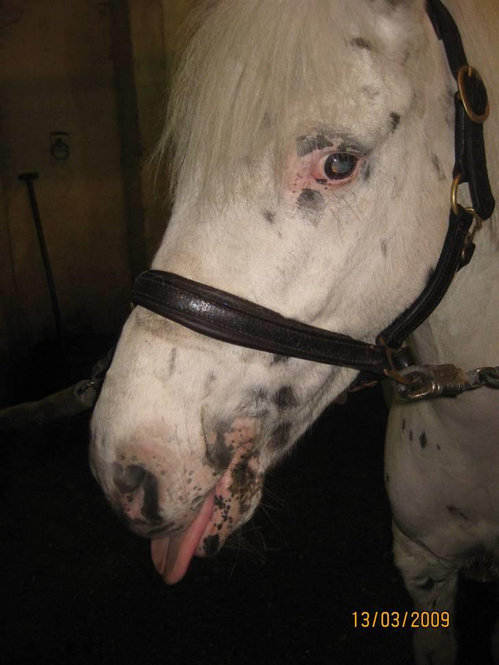 Knabstrupper           Simba af Nyholm - lær dét! ;) billede 3