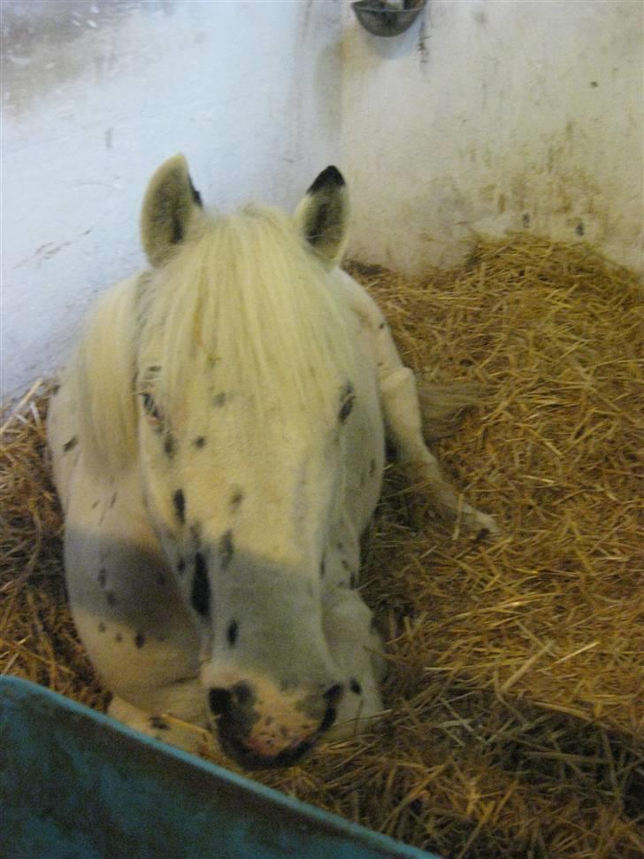 Knabstrupper           Simba af Nyholm - La´ mig nu sove :P billede 4