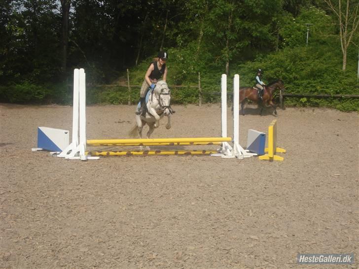 Knabstrupper           Simba af Nyholm - girafspring - til ridelejren 2009 billede 5