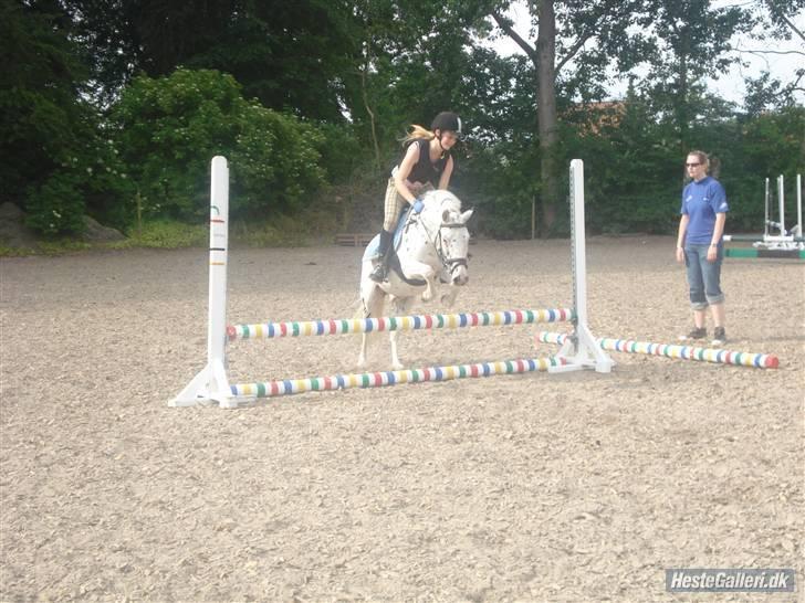 Knabstrupper           Simba af Nyholm - springer regnbue spring x) billede 6