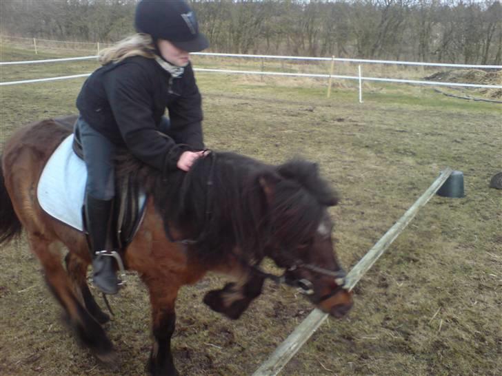 Welsh Pony (sec B) Trille "gået på pension" billede 13