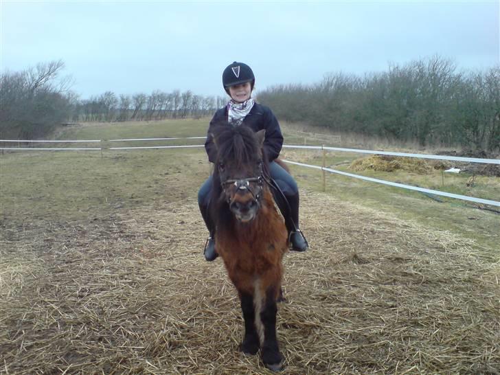 Welsh Pony (sec B) Trille "gået på pension" billede 14