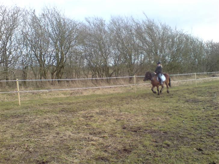 Welsh Pony (sec B) Trille "gået på pension" billede 15