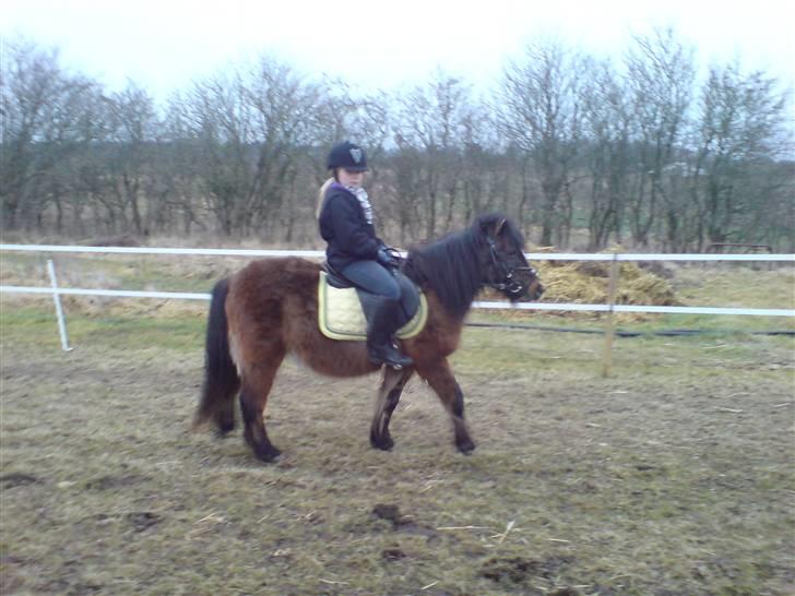 Welsh Pony (sec B) Trille "gået på pension" billede 16