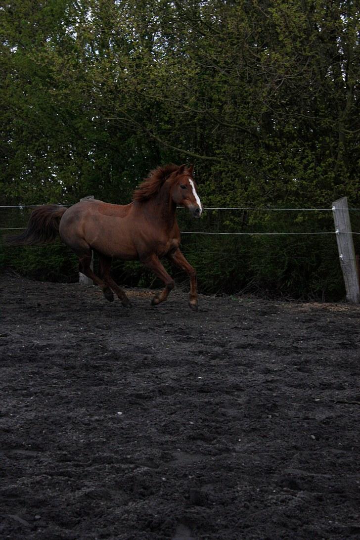 Anden særlig race Hanandy Fanchefly billede 10