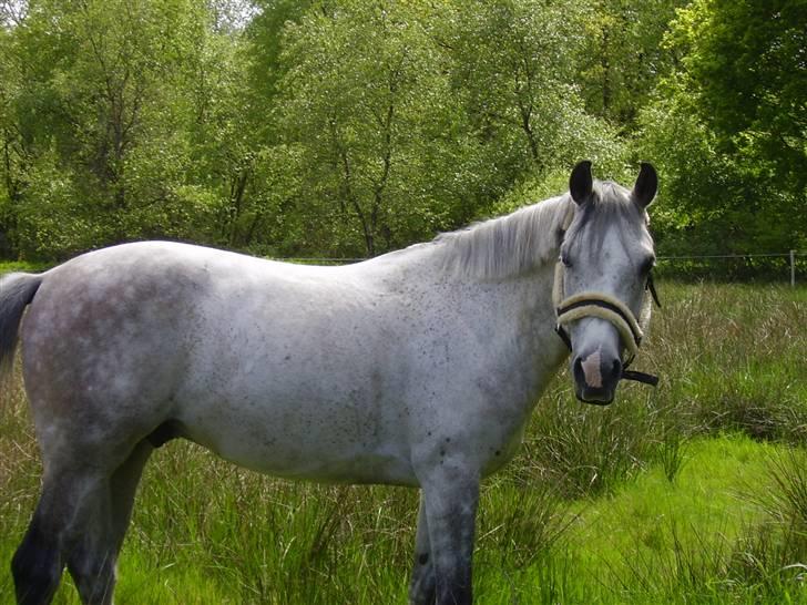 Arabisk fuldblod (OX) Karim - på græsfold <3 Foto: Josephine billede 3