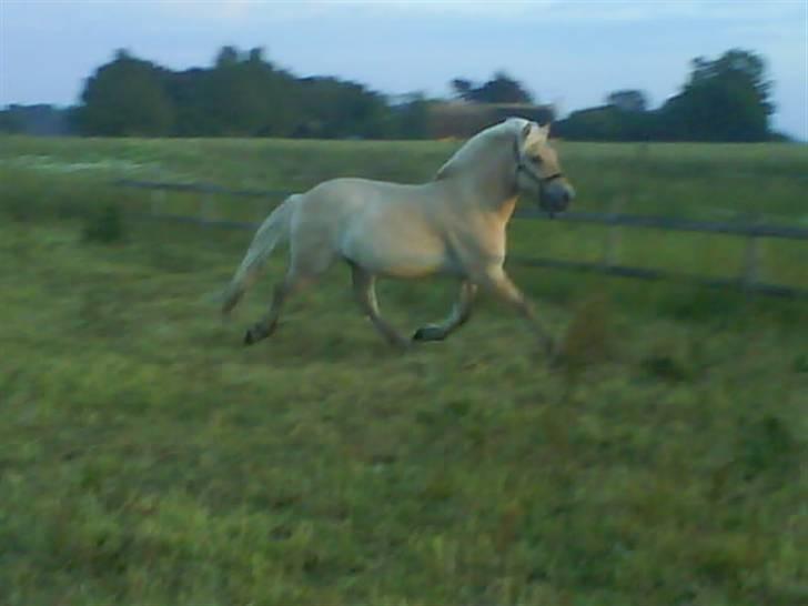 Fjordhest Lucas lærkedal billede 3