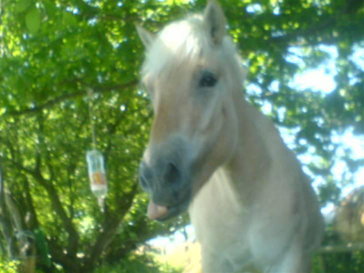 Fjordhest Lucas lærkedal billede 5