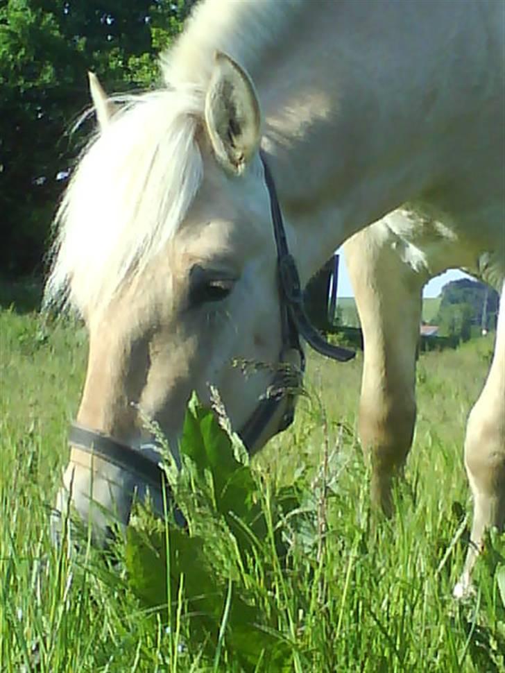 Fjordhest Lucas lærkedal billede 7