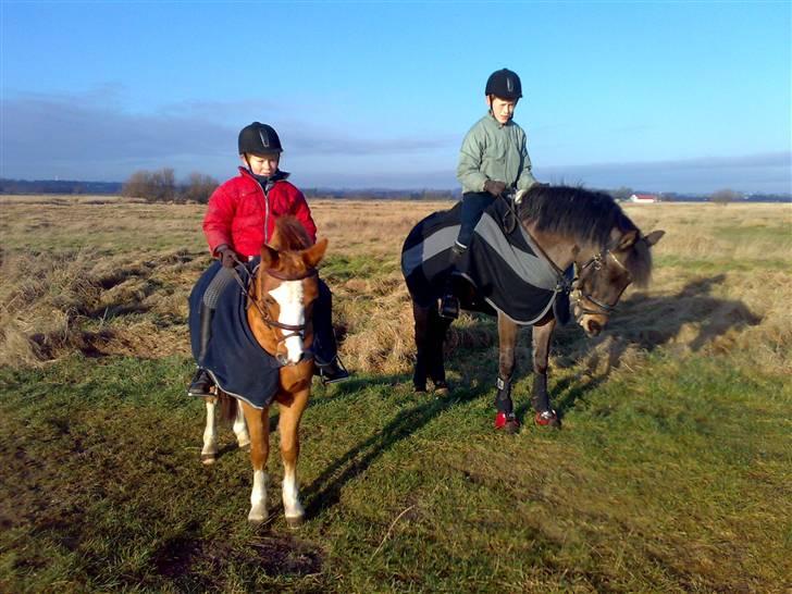 Welsh Partbred (Sec F) Cooper - Da vi var i skoven. billede 1