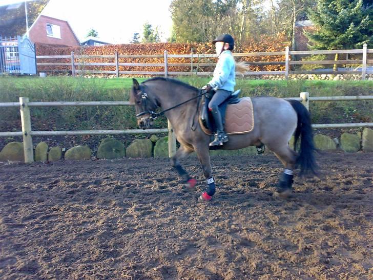 Welsh Partbred (Sec F) Cooper - Da min lillesøster ride Coop billede 2