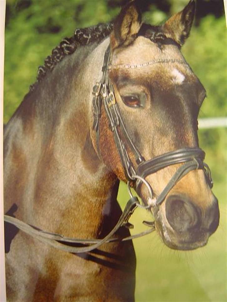 Welsh Partbred (Sec F) Cooper billede 3