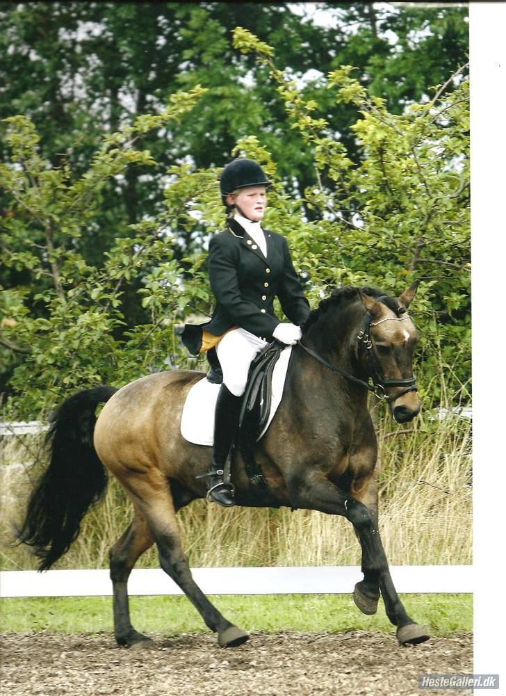 Welsh Partbred (Sec F) Cooper billede 4