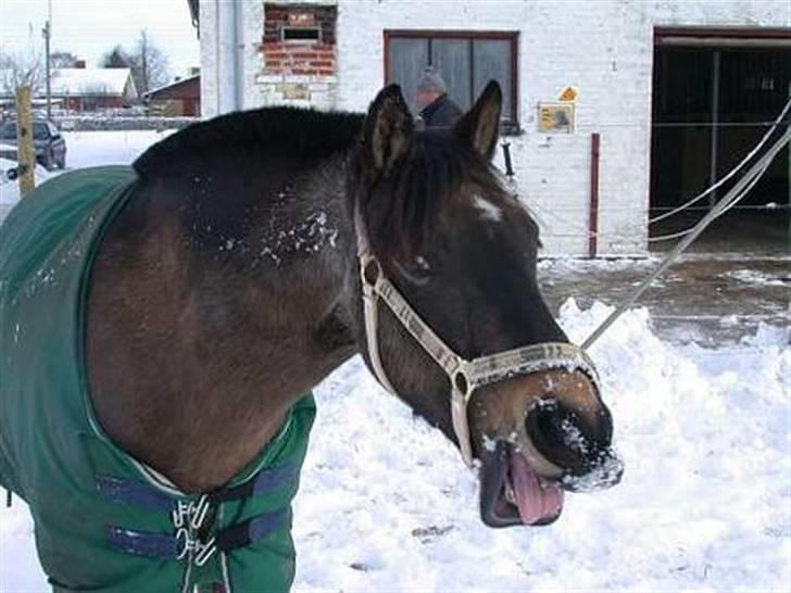 Welsh Partbred (Sec F) Cooper - Coop i sneen billede 5