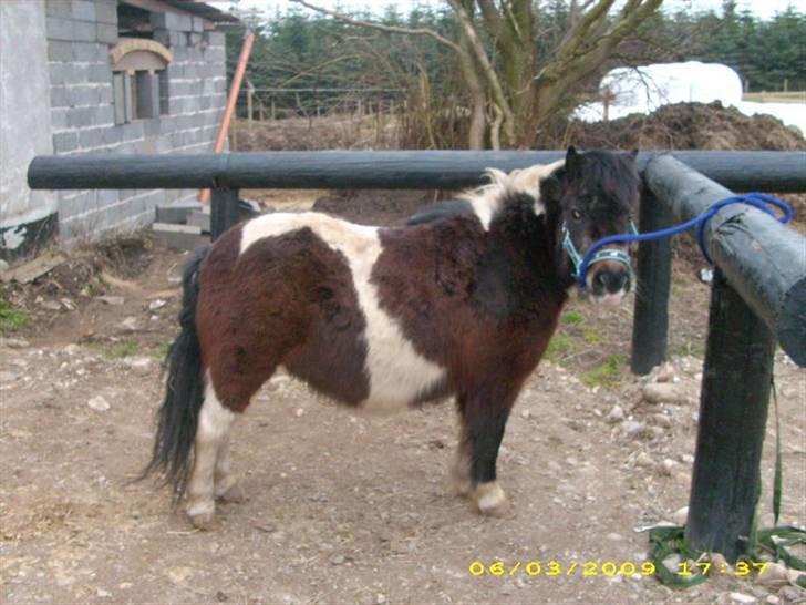 Pinto Mille Charfilo R.I.P.  - se hvor fint jeg kan stå mor.. billede 13