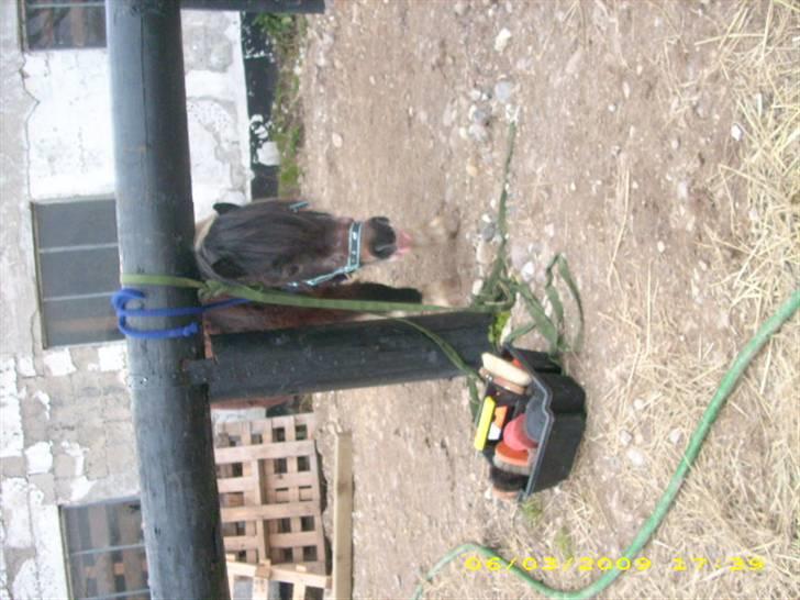 Pinto Mille Charfilo R.I.P.  billede 14