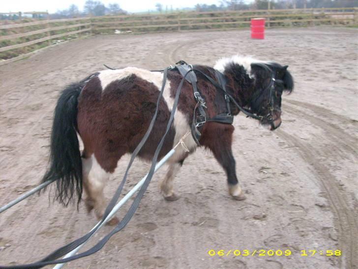 Pinto Mille Charfilo R.I.P.  - mor siger vi skal arbejde billede 15