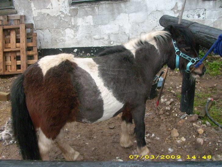 Pinto Mille Charfilo R.I.P.  - puha, der røg noget af den lange pels...  billede 16