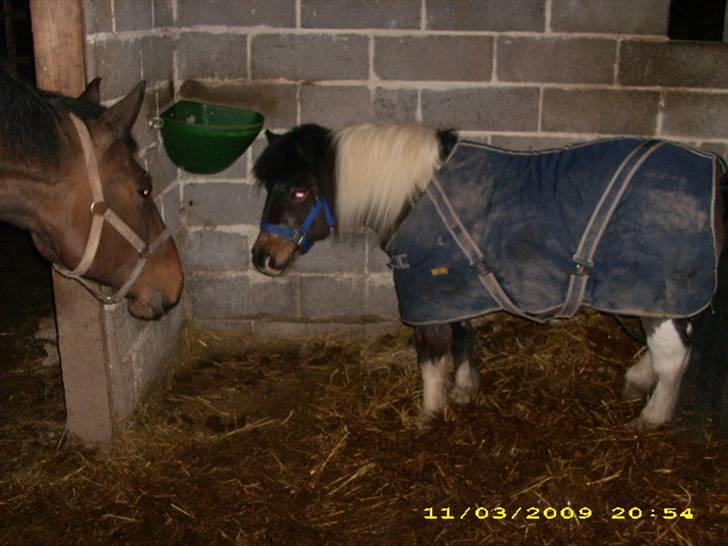 Pinto Mille Charfilo R.I.P.  - min nye ven kasmira billede 17