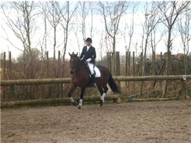 Dansk Varmblod Donna - Opvarmning til vores første stævne sammen billede 4