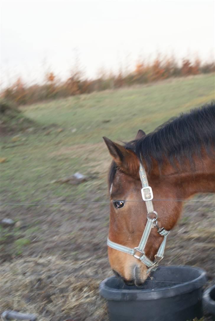 Anden særlig race Wanja<3  - Wanja der drikker..! billede 11