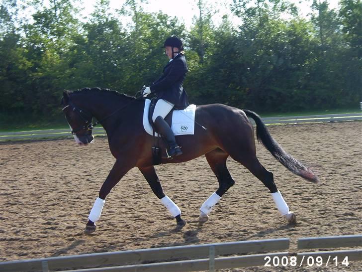 Dansk Varmblod RDH Dakina Hardsyssel - Egenthedstest 2008 opvarmning billede 16