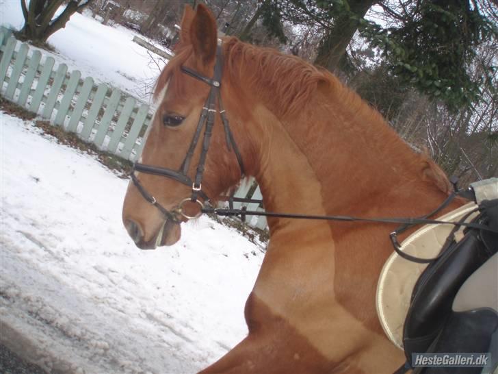 Frederiksborg Bibi  (Solgt) billede 2